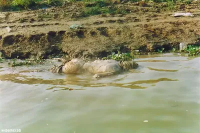 Мертвые тела начали всплывать в реке Ганг в Индии
