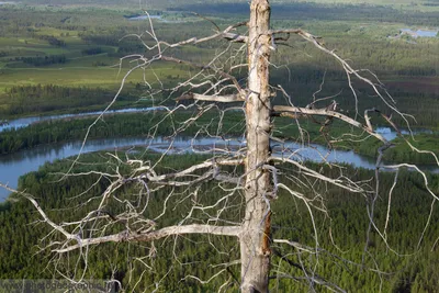 Туман и запах тайги. / Река Индигирка, Якутия http://photogeographicru