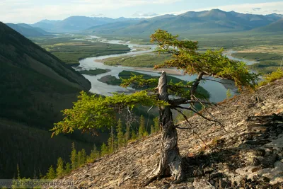 Фотография Россия, Якутия, республика Саха, Момский район, река Индигирка,  устье реки Сюрюктях | Фотобанк ГеоФото/GeoPhoto | GetImages Group