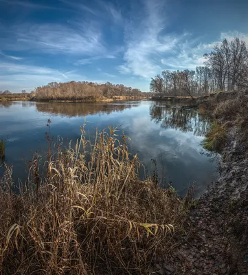 Левый берег р. Клязьма... - Река Клязьма у Красной Дубравы - Landscapes and  habitats - Plantarium