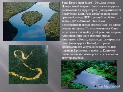 Тропический Лес На Берегу Реки Конго — стоковые фотографии и другие  картинки Река Конго - Река Конго, Демократическая Республика Конго,  Тропический климат - iStock