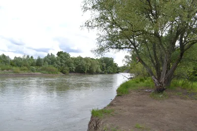 Экобедствие: слив отходов в реку Кубань в Краснодаре сняли на видео