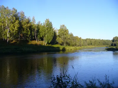Водный сплав по реке Мста от п. Мста до г. Великий Новгород (длина 422 км)  | Tripmir