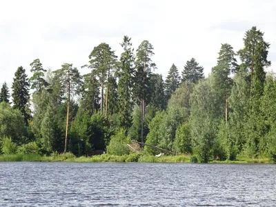 Осенний Оредеж — Pohjoiseen