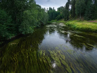 Локоны реки Оредеж — Фото №1339450