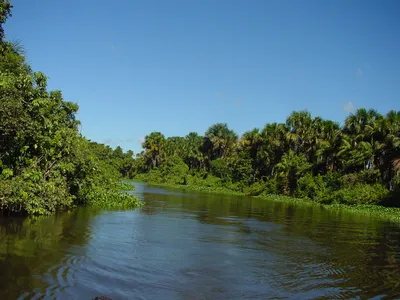 Orinoco River, Дельта реки Ориноко: лучшие советы перед посещением -  Tripadvisor