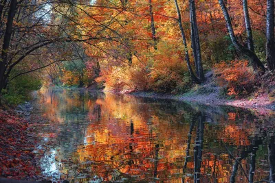 Бесплатное изображение: осенний сезон, берег реки, филиалы, дерево, река,  лист, осень, пейзаж, природа, дерево