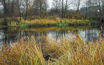 File:Река Илеть осенью.jpg - Wikimedia Commons