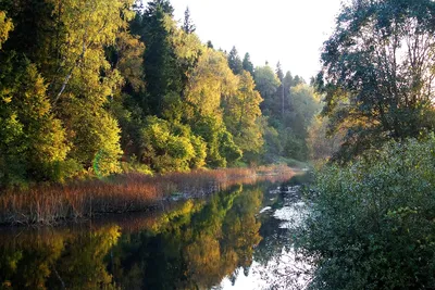 Фото Финляндия Осень Природа Реки Камень дерево