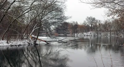 В реке Оскол гибнет рыба. Белгородские новости