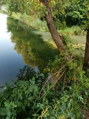 Несколько исторических фактов о реке Оскол в харьковской области |  Новини.live