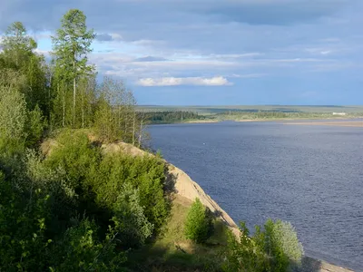 Река Печора, лес, широкая тихая …» — создано в Шедевруме