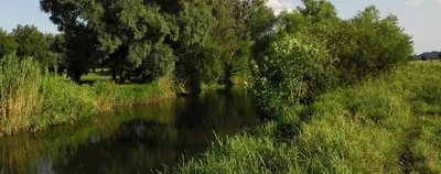 Загрязнение реки Рось: экологи сообщили данные последних исследований проб  воды — Украина
