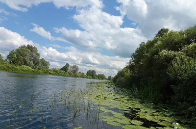 Сейм, Курская область.