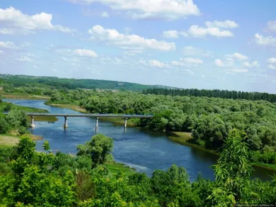 Река Сейм в Курской области загрязнена - Фейк или правда - Лапша Медиа