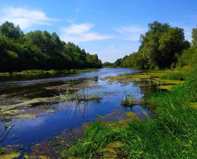 Самая чистая река Европы - Снов (ФОТО) | GreenPost