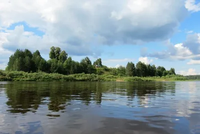 Мишку, переплывающего реку Сухону, засняли на видео - KP.RU