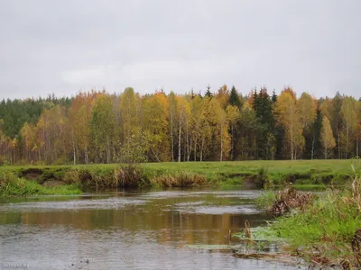 река Сула в республике Белар Стоковое Фото - изображение насчитывающей  республика, подача: 236475520