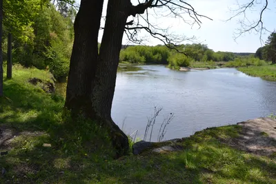 В реку Тетерев дважды сбросили розовые сточные воды из-за незаконной  врезки: фото – новости Житомир | ЭкоПолитика