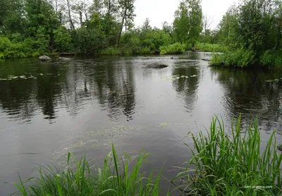 Приозерск. Разлив реки Вуокса — Фото №323021