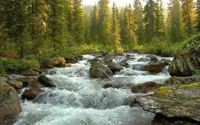 Вонча — самая чистая река России -Новости