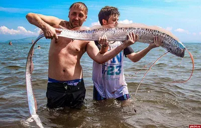 Ремень-рыба или сельдяной король - Детский Портал Знаний