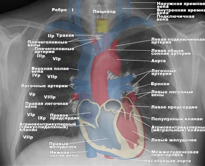 Сердце на рентгене грудной клетки Стоковое Фото - изображение насчитывающей  воображение, человек: 70384464