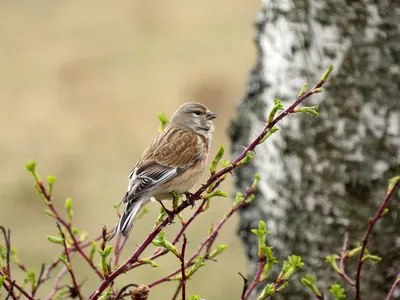 Коноплянка / Коноплянка, именуемая в народе реплик и реполов (лат Carduelis  cannabina) – это небольшая птица, принадлежащая отряду воробьиных из  семейства вьюрковых Птица коноплянка предпочитает обитать в культурных  ландшафтах, таких как живые