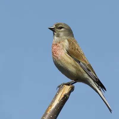 Birds' voices How the Linnet sings - YouTube