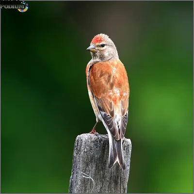 Коноплянка или реполов (Carduelis cannabina)