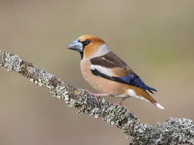 Коноплянка пение и позывка (Carduelis cannabina) - YouTube