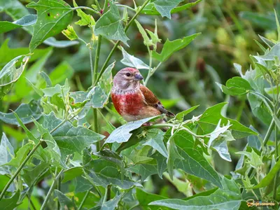 Серая птица с красным хвостом - 65 фото