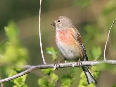 Коноплянка. Реполов. Linnet :: Юрий Воронов – Социальная сеть ФотоКто