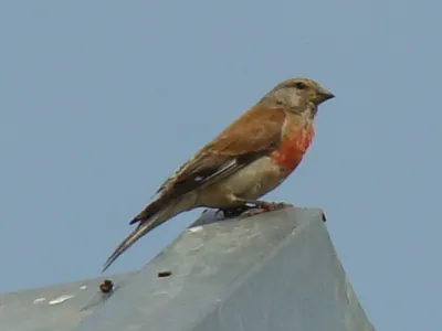 Фотография Коноплянка (Carduelis cannabina) Россия | Фотобанк  ГеоФото/GeoPhoto | GetImages Group