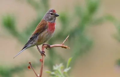 Коноплянка или реполов (Carduelis cannabina)