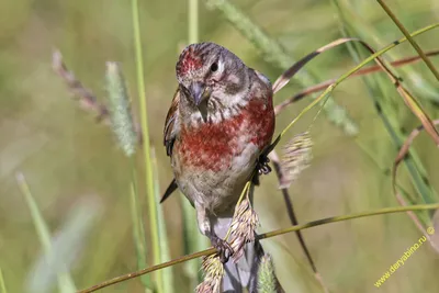 Коноплянка (реполов) Acanthis cannabina Common Linnet