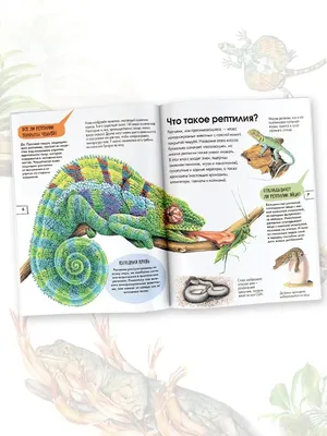 Самые агрессивные рептилии планеты | Пикабу