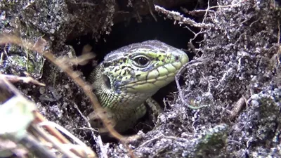 Самые агрессивные рептилии планеты | Пикабу