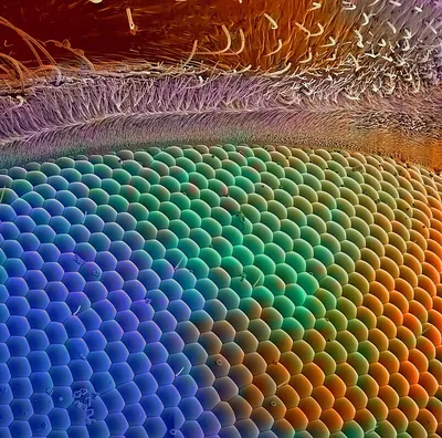 Глаз под микроскопом» — создано в Шедевруме