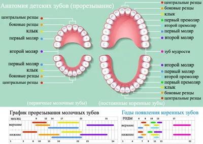 Когда у ребенка режутся зубки и как понять симптомы? 5 способов помочь  малышу 🦷 | Умная стоматология в Москве | Дзен