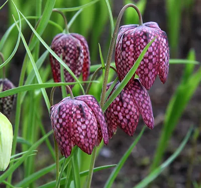 Рябчик шахматный (Fritillaria meleagris L.)