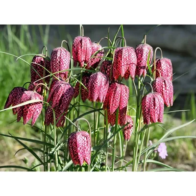 Рябчик шахматный (Fritillaria meleagris) - PictureThis