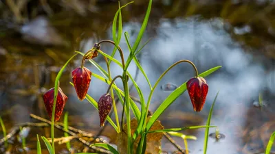 Рябчик шахматный (Fritillaria meleagris Pomona)