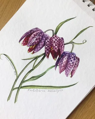 Рябчик шахматный (Fritillaria meleagris)