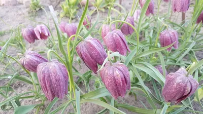 Рябчик шахматный — Fritillaria meleagris | Михаил | Flickr