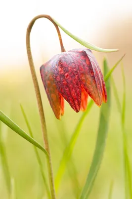 Fritillaria meleagris / Рябчик шахматный | Fritillaria melea… | Flickr