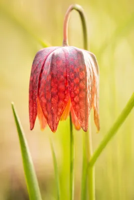 Рябчик шахматный (Fritillaria meleagris) — описание, выращивание, фото | на  LePlants.ru