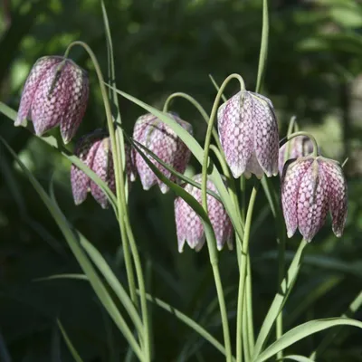 Рябчик шахматный (Fritillaria meleagris Pomona)