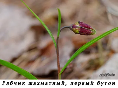 Рябчик \"Шахматные\" смесь 10шт 6/8 Русский Огород 39450089 купить в  интернет-магазине Wildberries