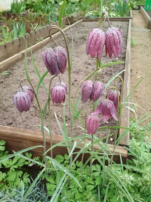 🌿 #Рябчик шахматный / #Fritillaria meleagris — многолетнее травянистое  растение; типовой вид рода Рябчик семейства Лилейные. 🌿 🏵️ Рас… | Дикий  сад, Растения, Сад